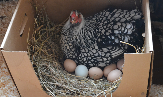 Keeping Hens For Eggs