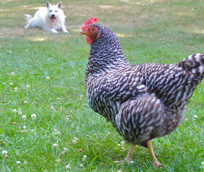 How will my pets get along with chickens?