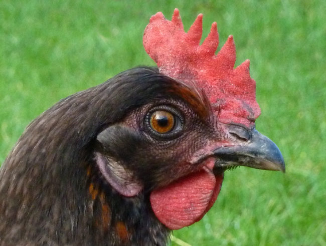 Healthy Chicken Comb