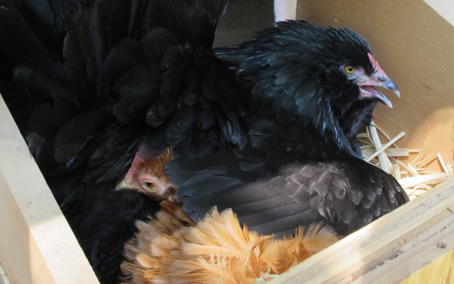 Two hens sharing nesting box