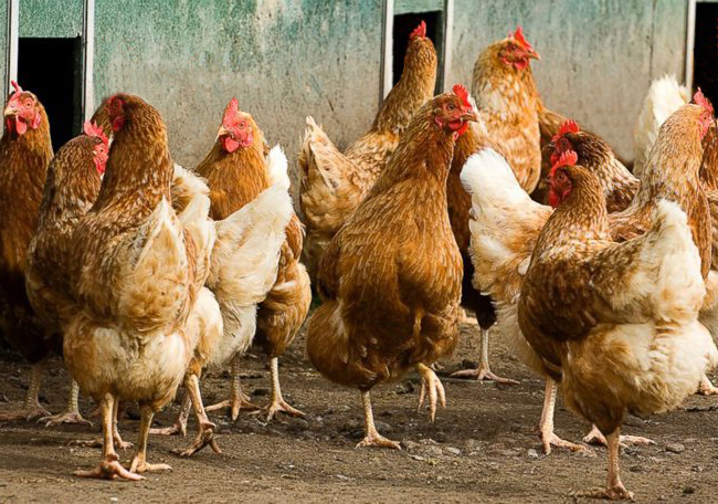 Laying Breeds Of Hens