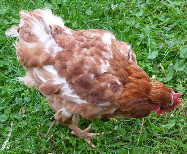 Hen Moulting