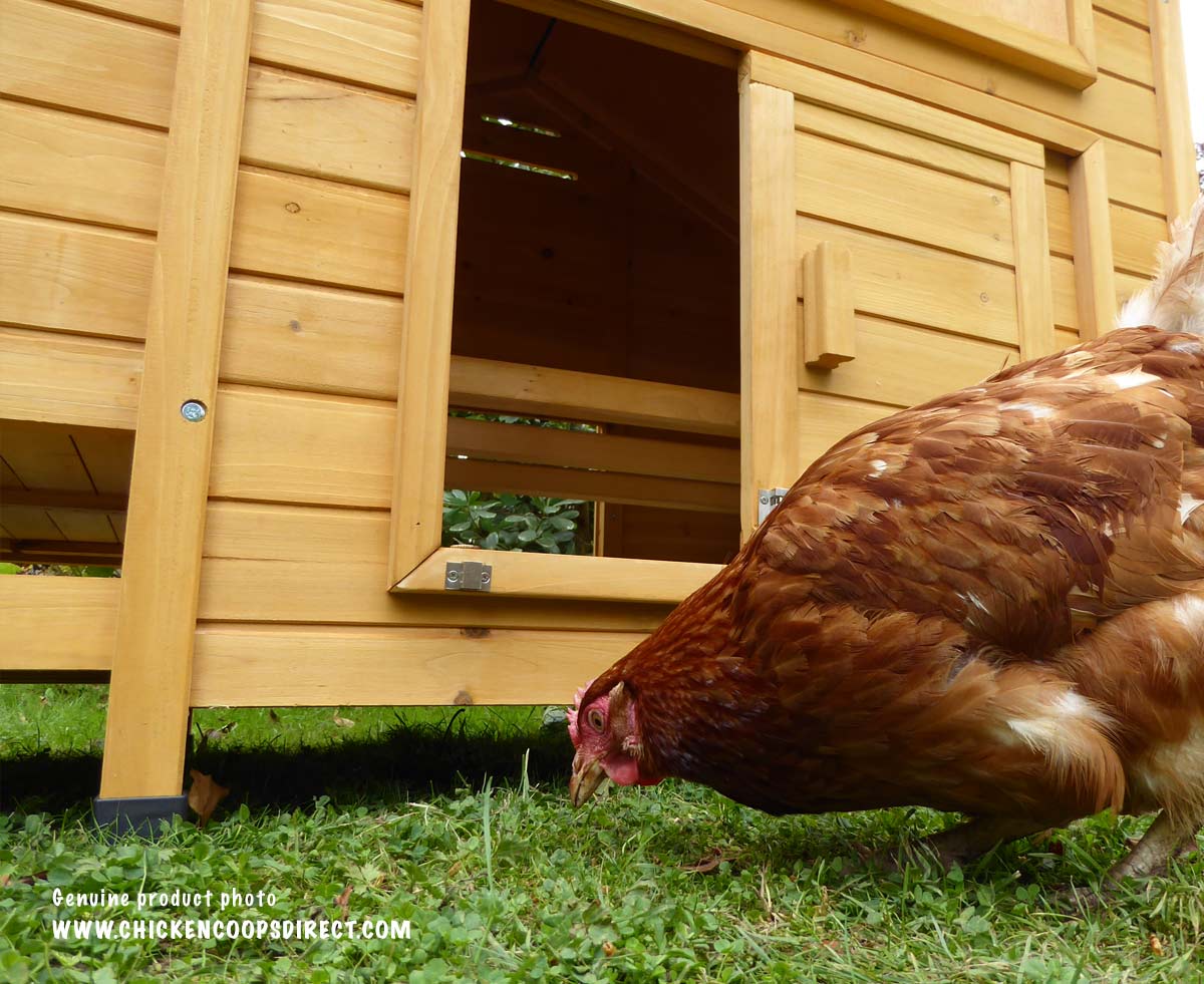 Hen house is raised off the ground